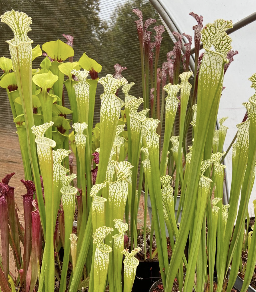 Carnivorous Plants South Africa